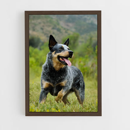 ap-australian cattle dog-6 cadre Bois foncé