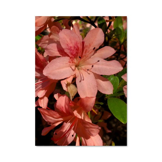 Poster Azalea Bloom