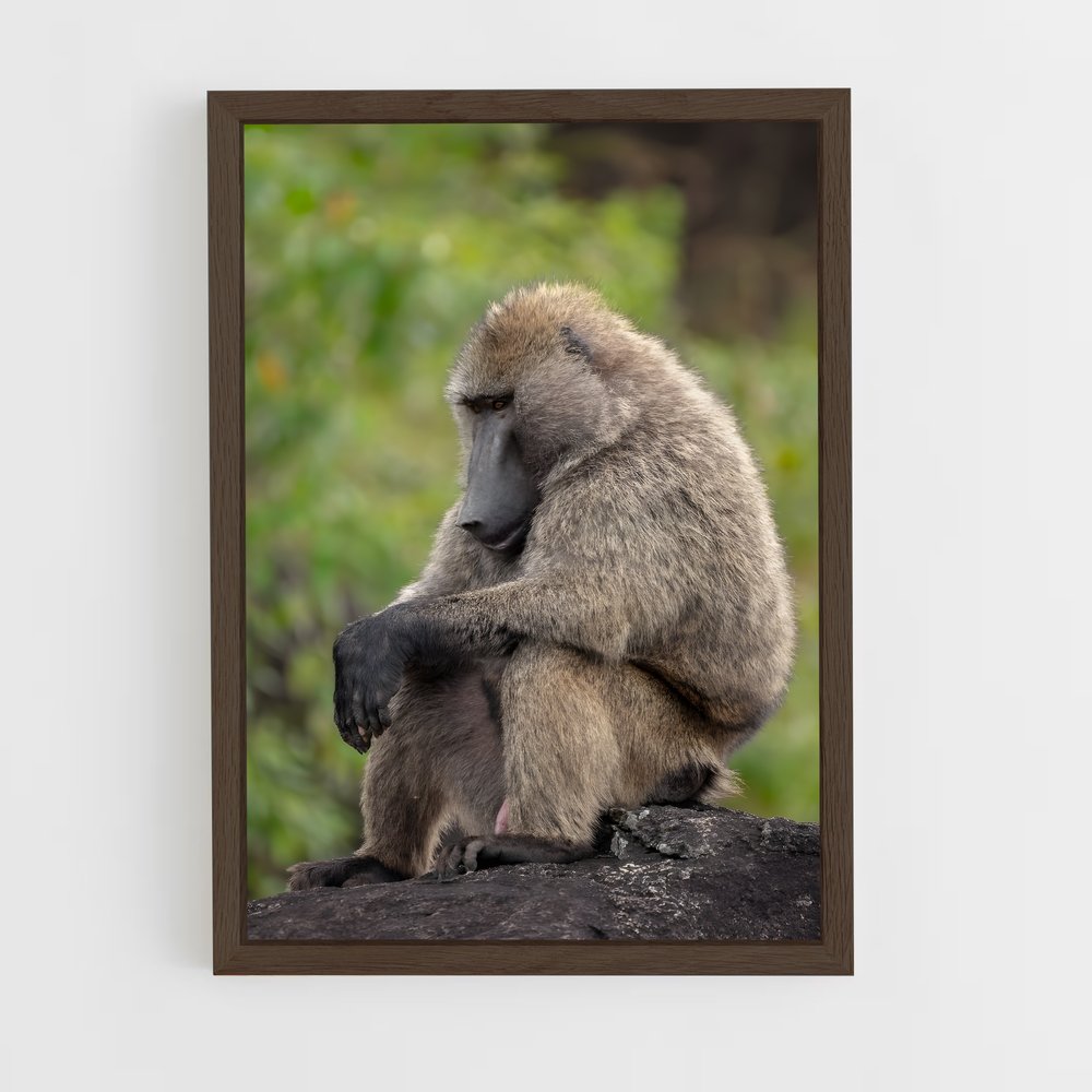 ap-baboon-1 cadre Bois foncé