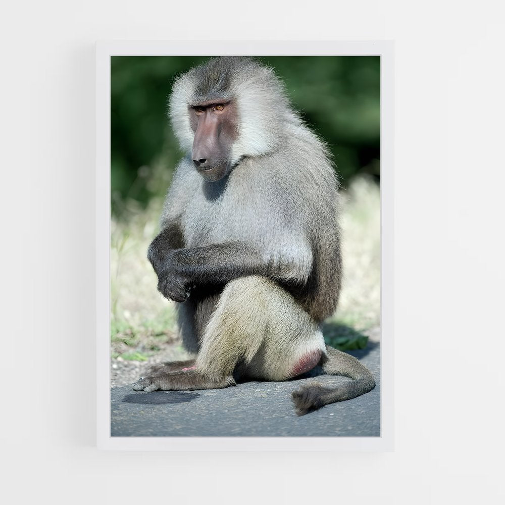 ap-baboon-2 cadre Blanc