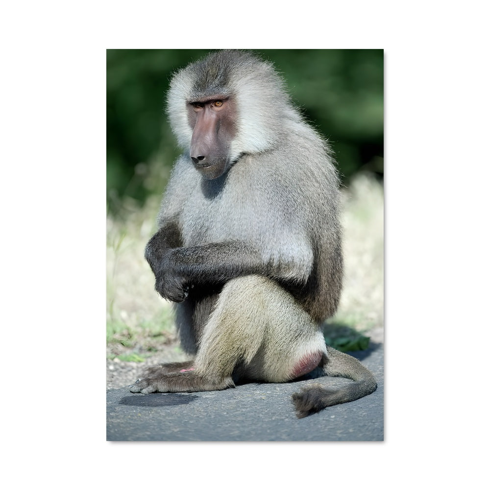 Poster Babouin Relaxé