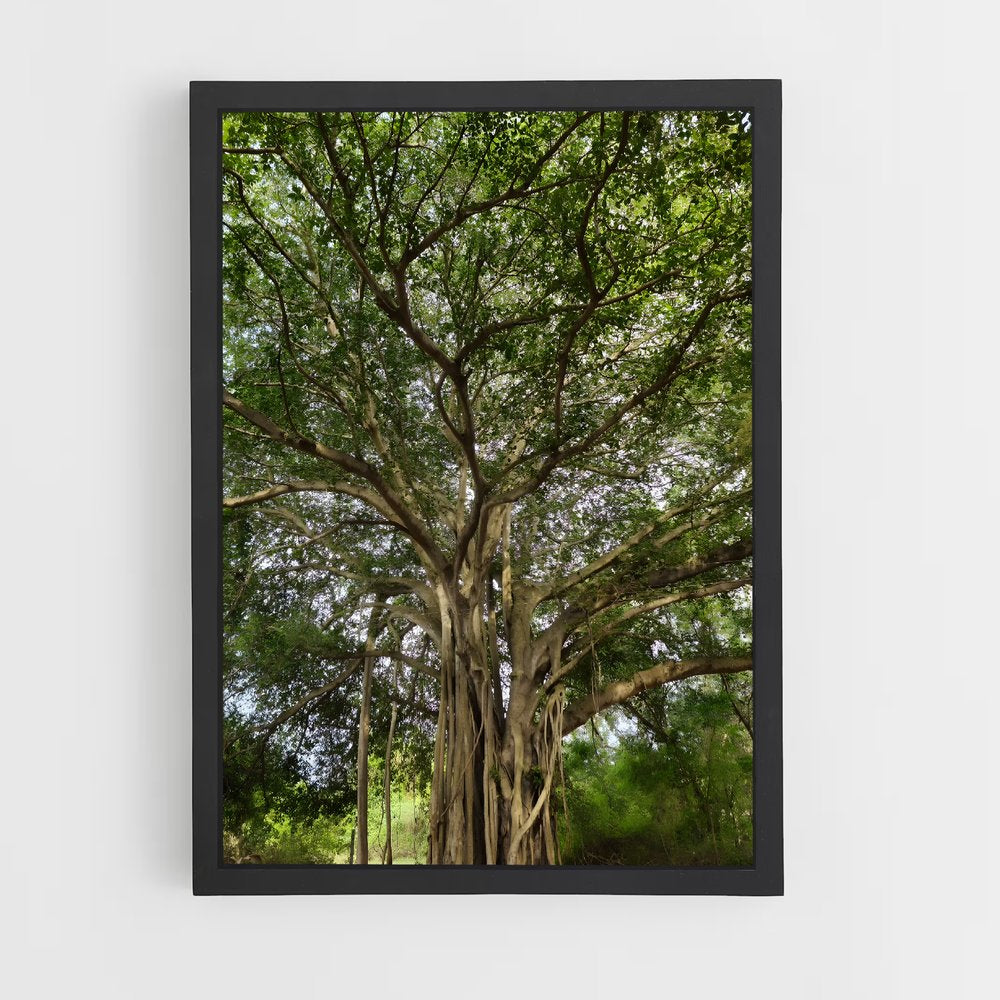 ap-banyan tree-2 cadre Noir