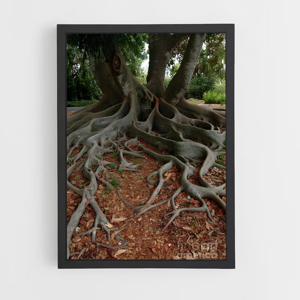 ap-banyan tree-3 cadre Noir