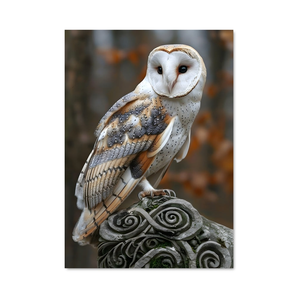 Poster Barn owl 83079