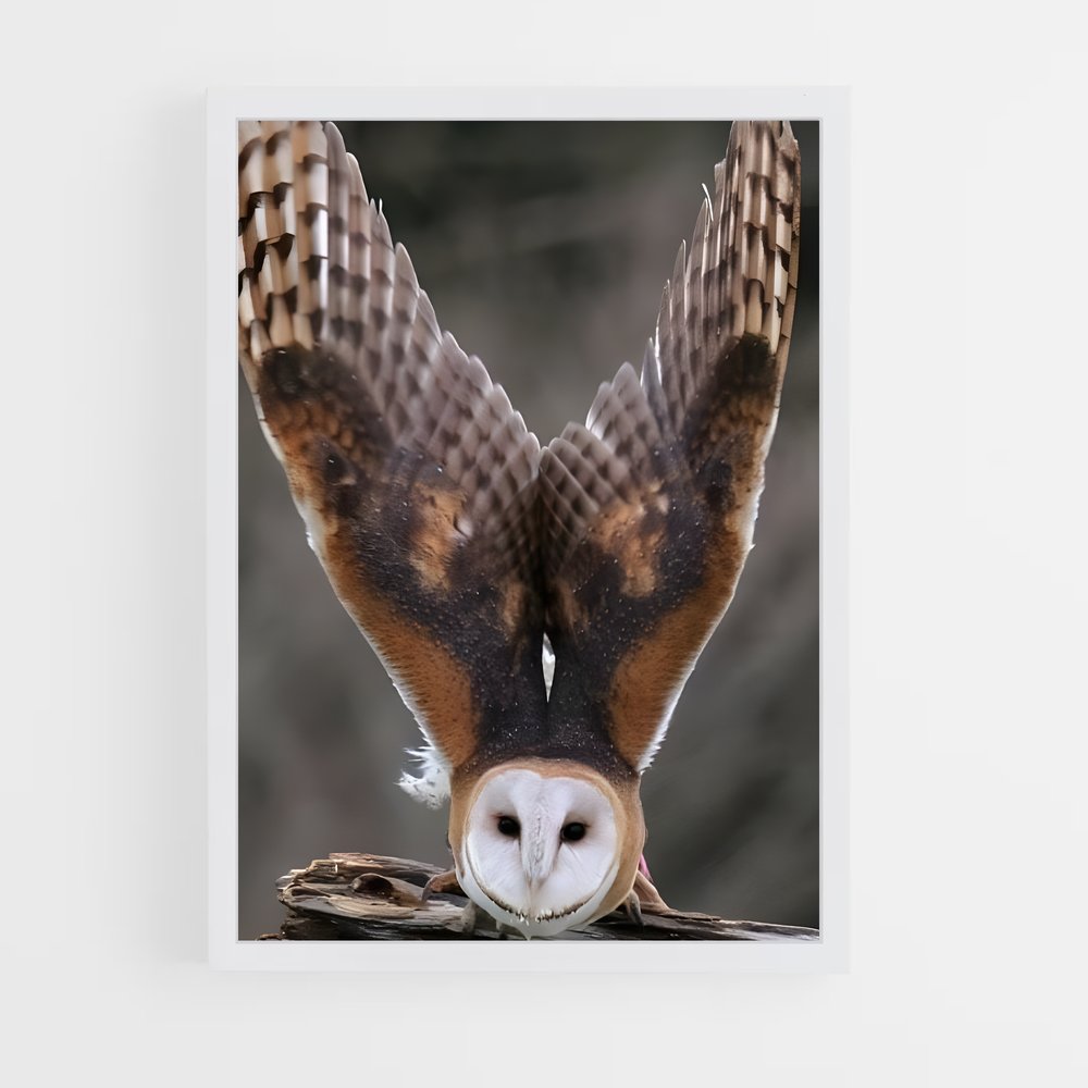 ap-barn owl-3 cadre Blanc