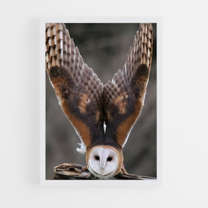 ap-barn owl-3 cadre Blanc
