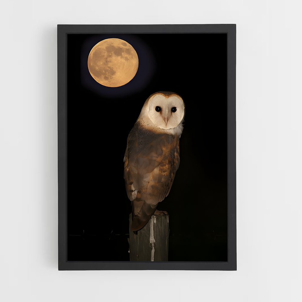 ap-barn owl-5 cadre Noir