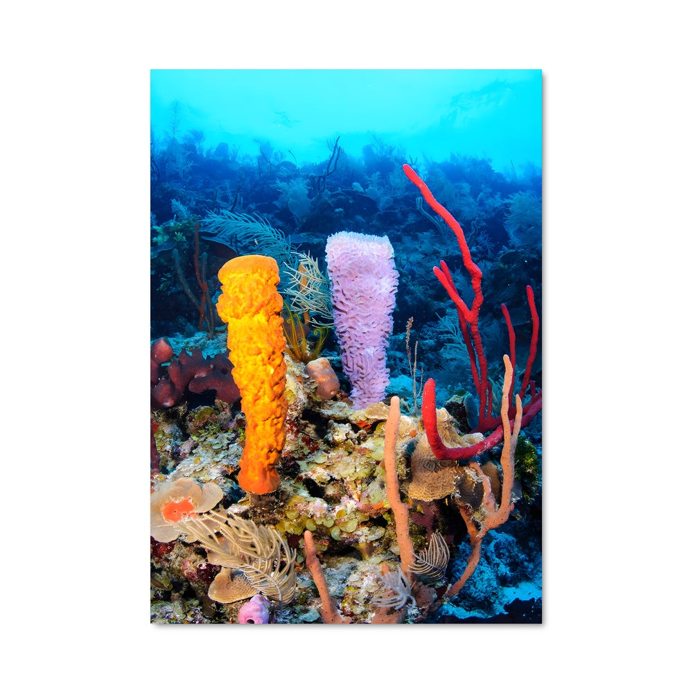 Poster Récif Éclatant