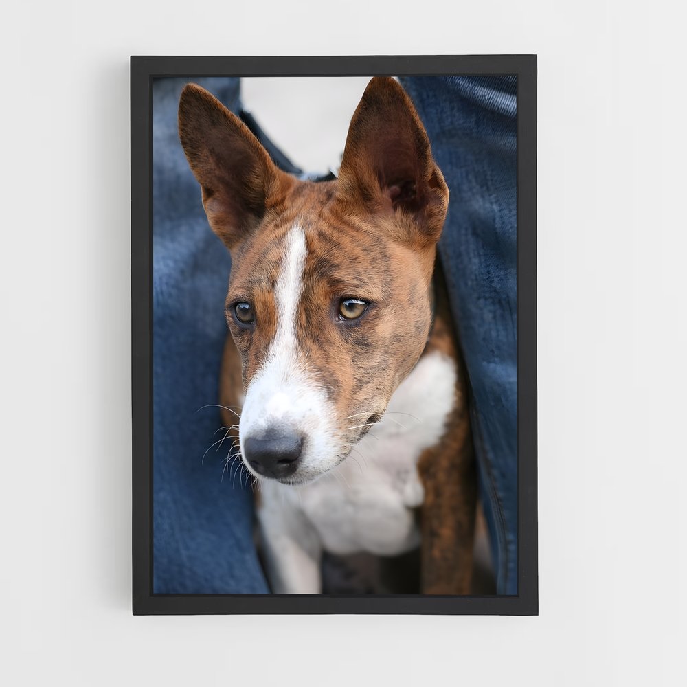 ap-basenji-5 cadre Noir