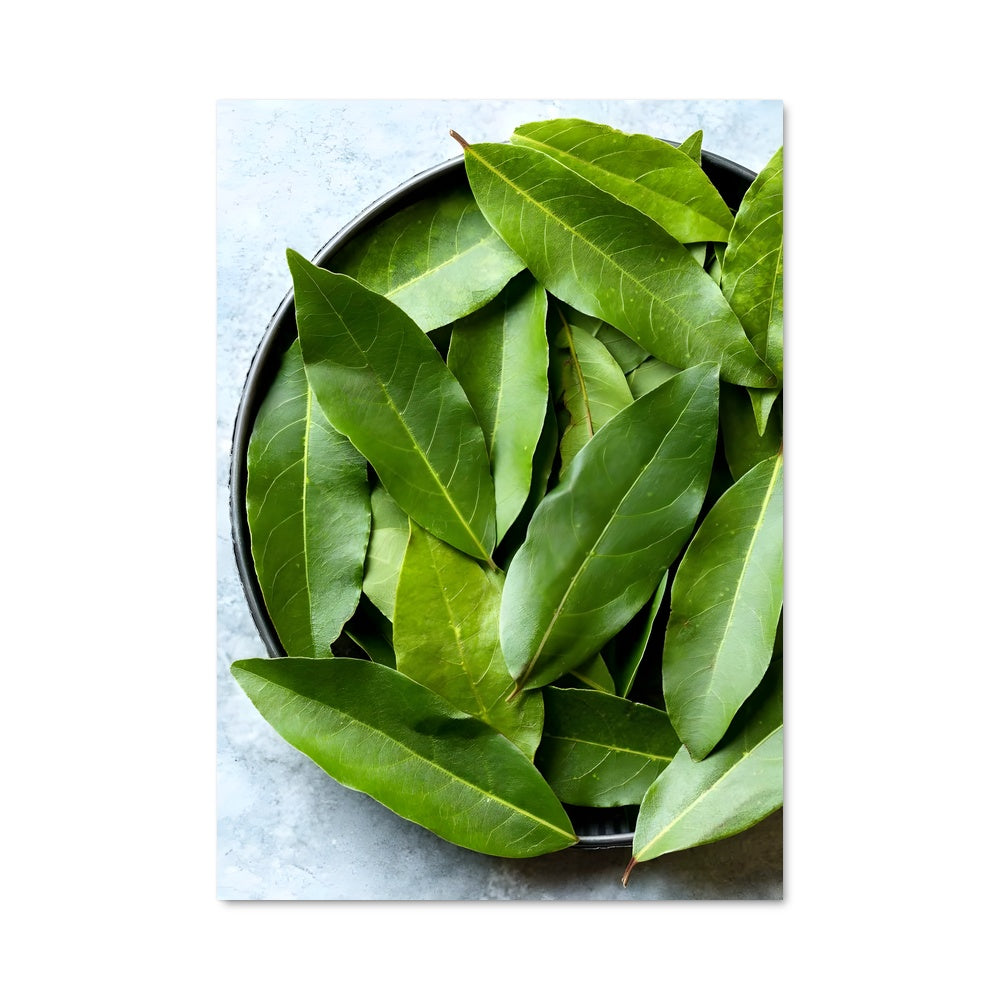 Poster Bay leaves 24518
