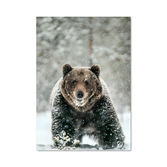 Poster L'Ours des Neiges