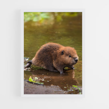 ap-beaver-5 cadre Blanc