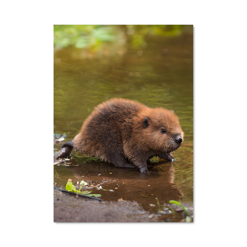 Poster Petit Castor Joyeux