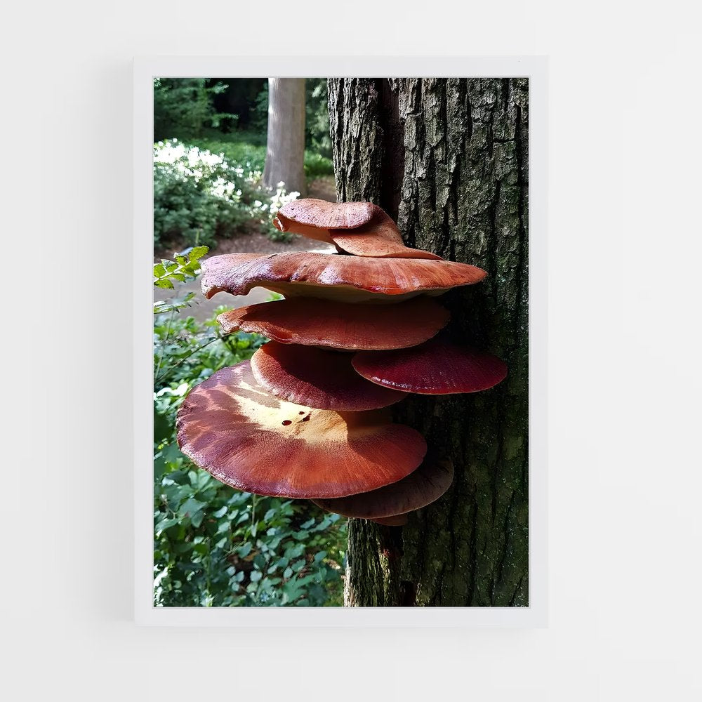 ap-beefsteak fungus-1 cadre Blanc