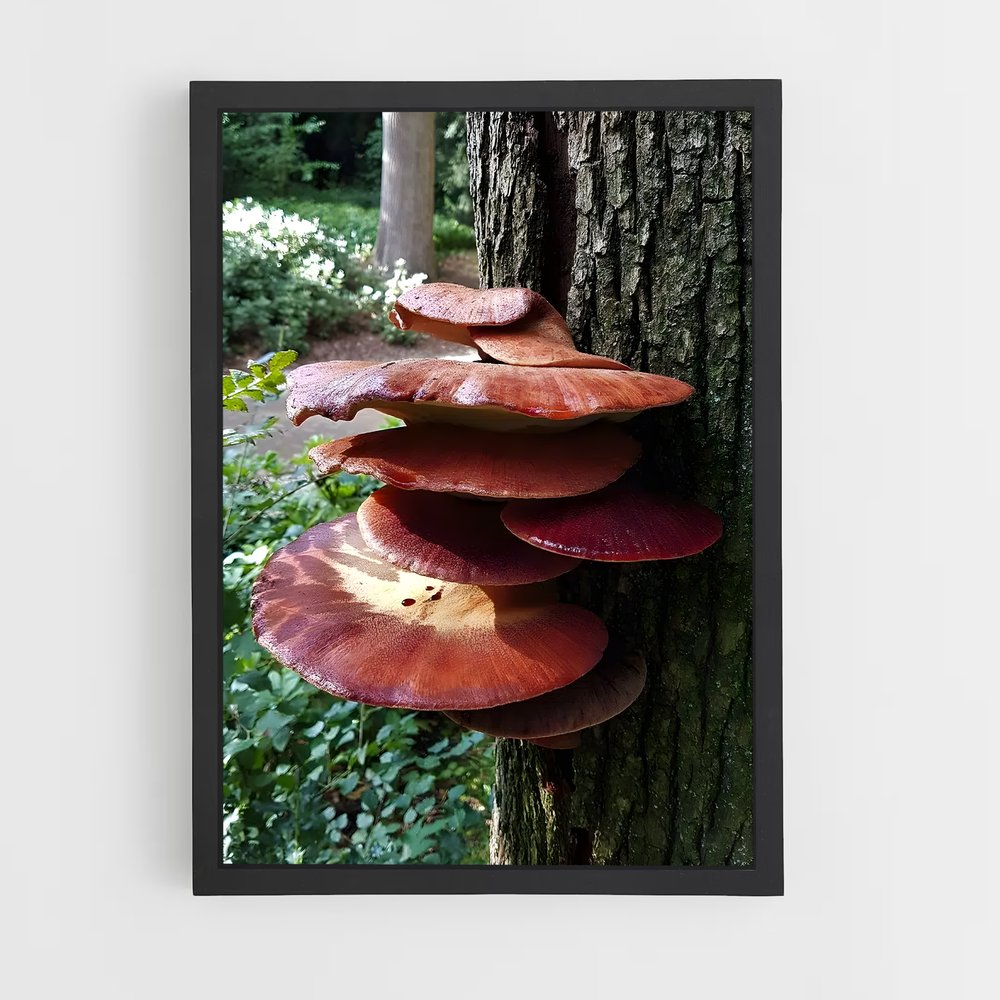ap-beefsteak fungus-1 cadre Noir