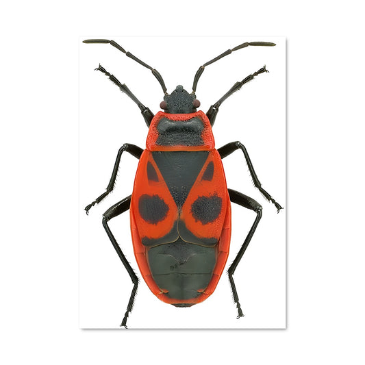 Poster Scarabée Rouge