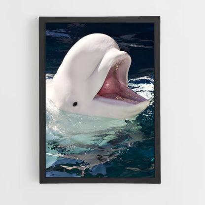 ap-beluga whale-4 cadre Noir