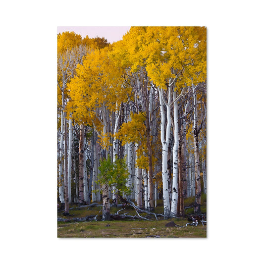 Poster Forêt d'Aspens