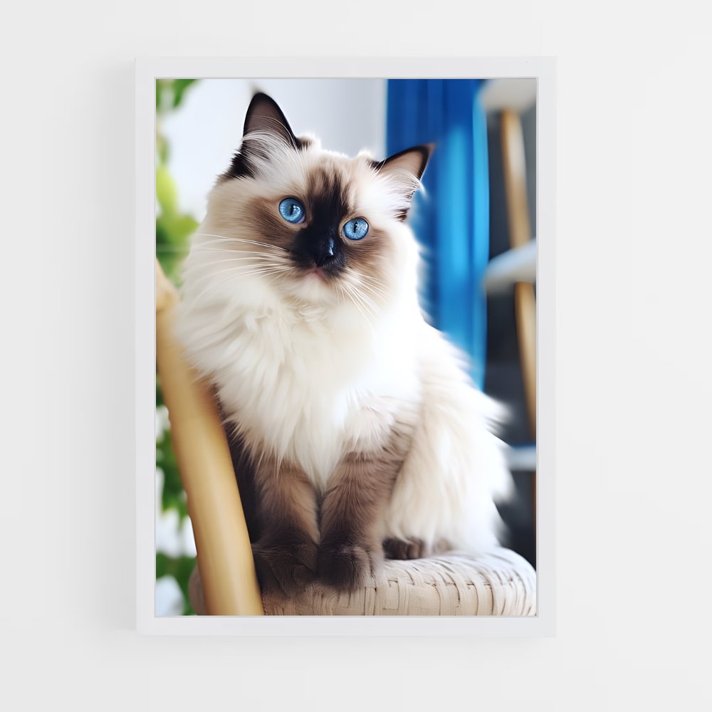 ap-birman-1 cadre Blanc