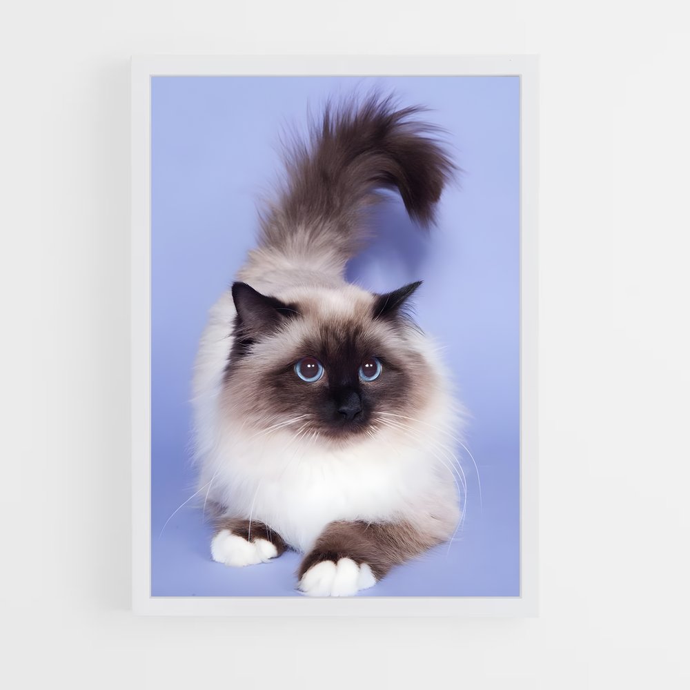 ap-birman-2 cadre Blanc