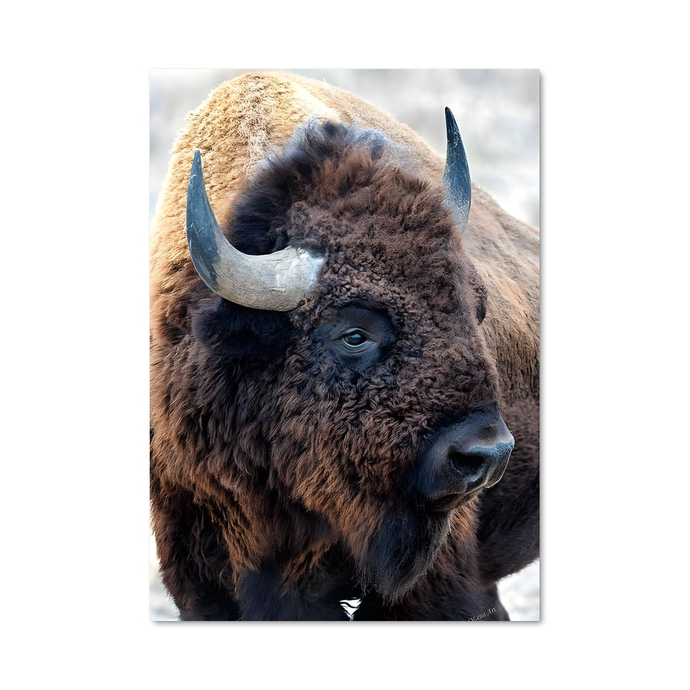 Poster Bison Majestueux