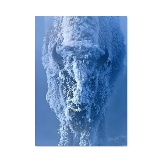 Poster Bison Hivernal