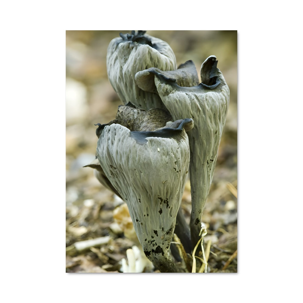 Poster Les Oiseaux de Terre