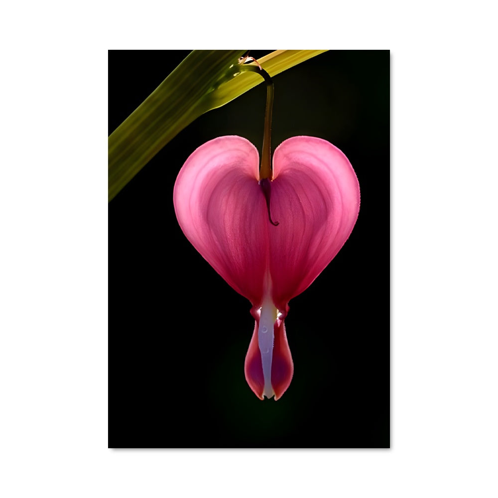 Poster Cœur Saignant