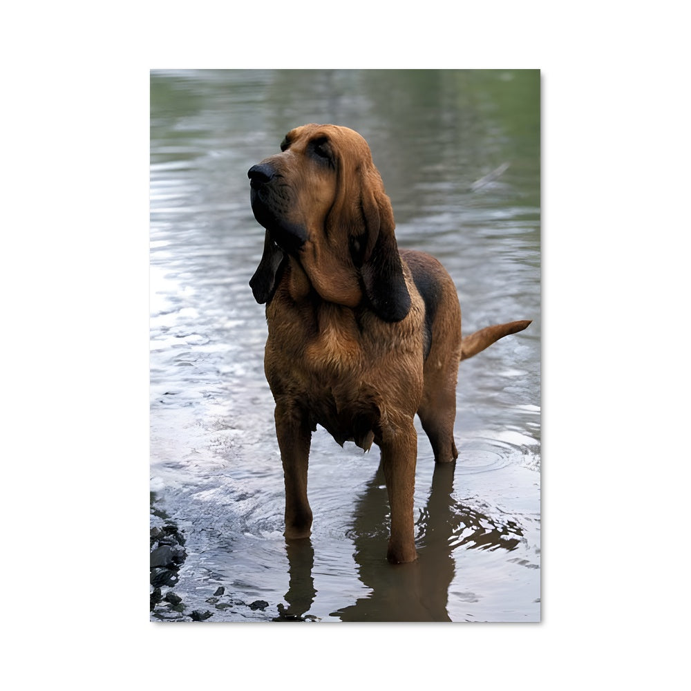 Poster Bloodhound 84910