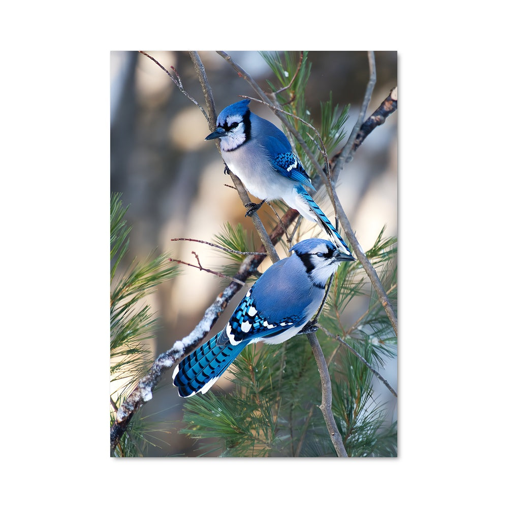 Poster Blue jay 83172