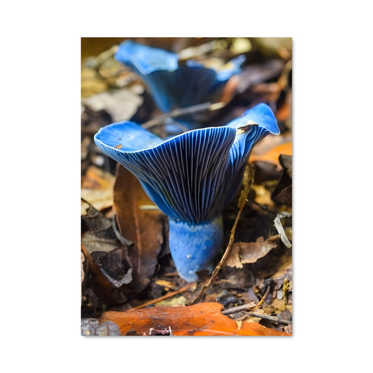 Poster Blue oyster 94193