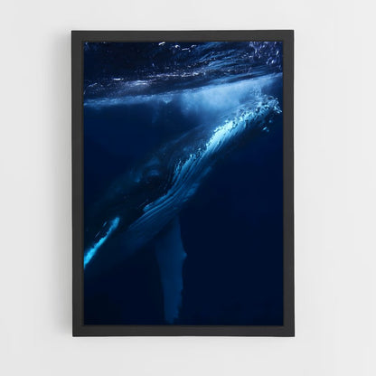 ap-blue whale-8 cadre Noir