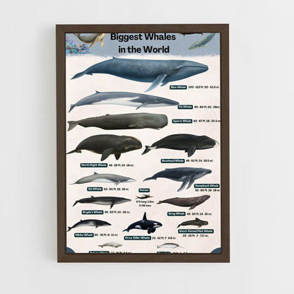 ap-blue whale-9 cadre Bois foncé