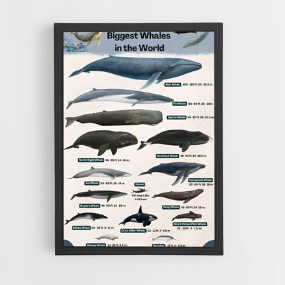 ap-blue whale-9 cadre Noir