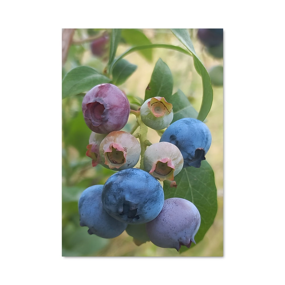 Poster Blueberry Bliss