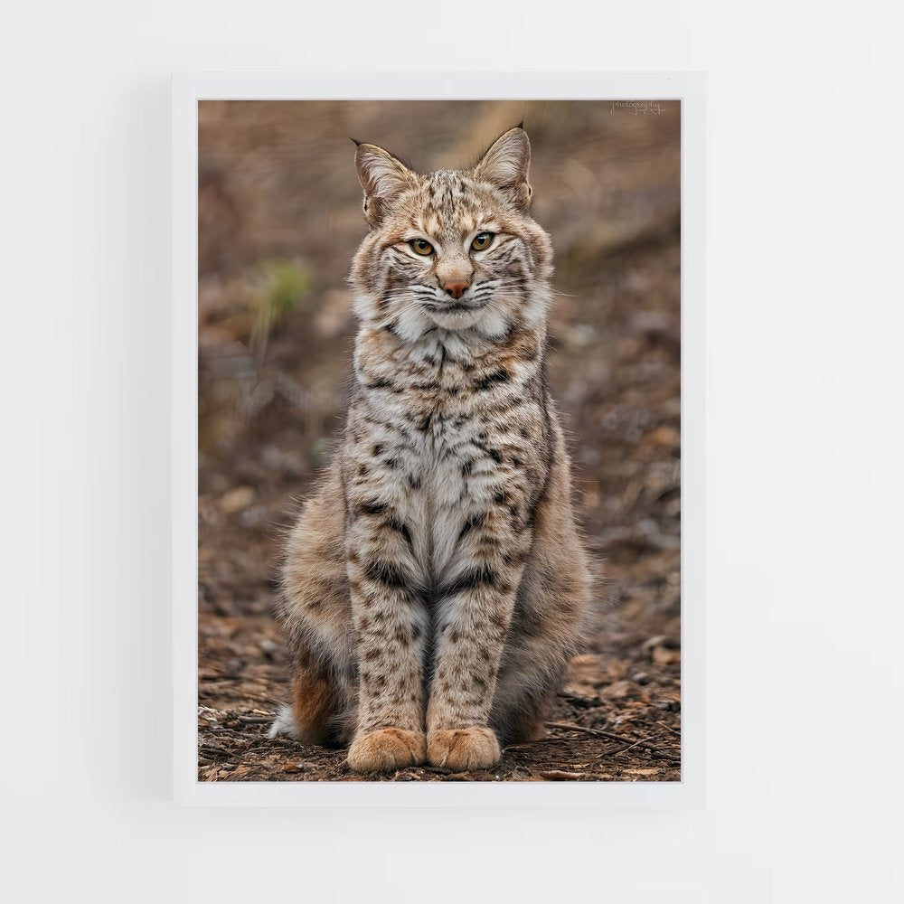 ap-bobcat-1 cadre Blanc