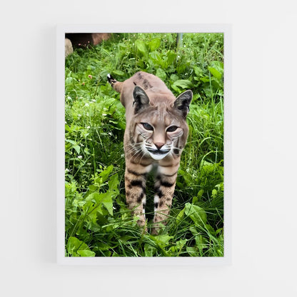 ap-bobcat-4 cadre Blanc