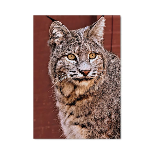 Poster Grin de Bobcat