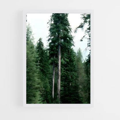 ap-boreal forest-7 cadre Blanc