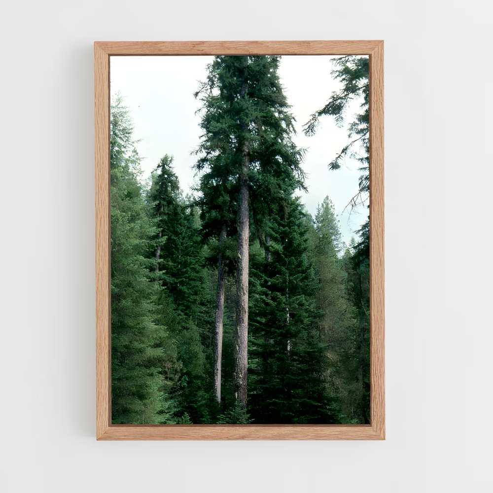 ap-boreal forest-7 cadre Bois clair