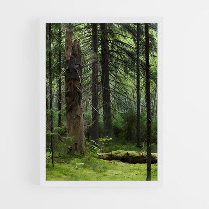 ap-boreal forest-8 cadre Blanc