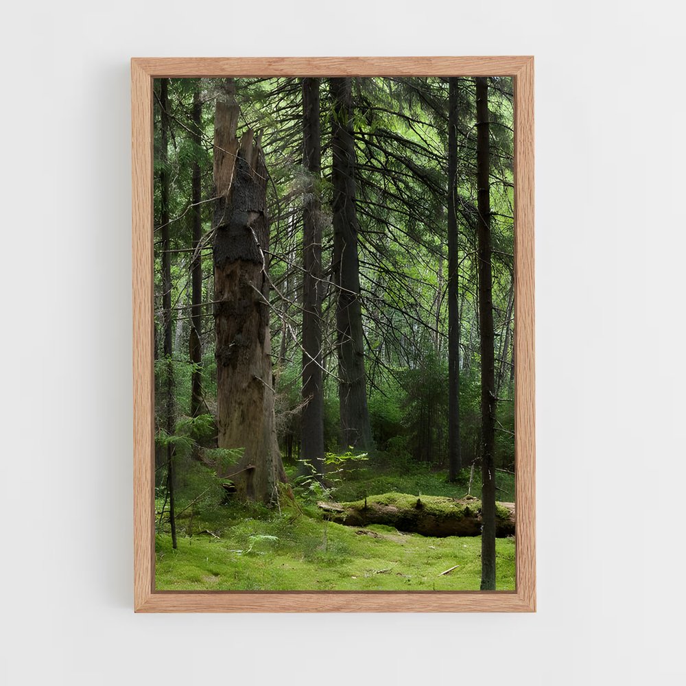 ap-boreal forest-8 cadre Bois clair