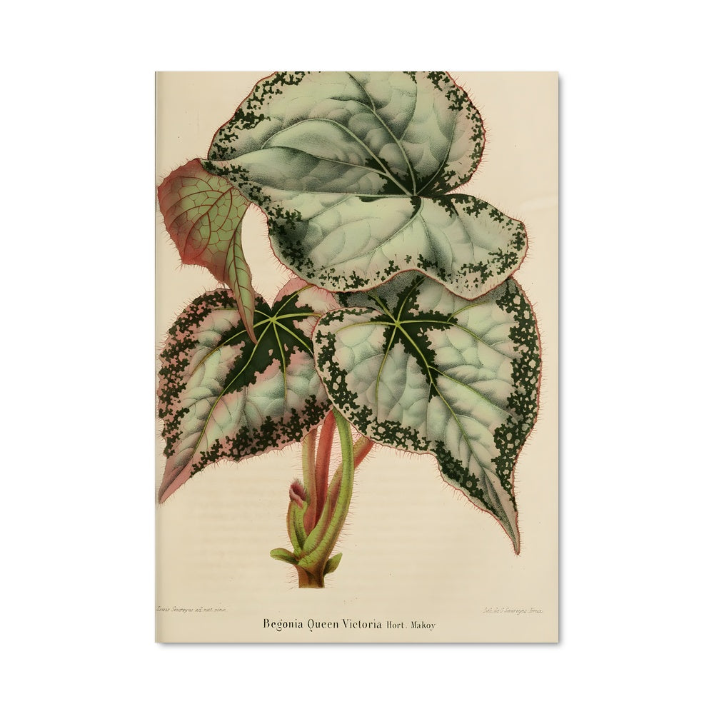 Poster Feuille Émeraude