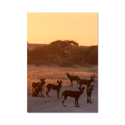 Poster Meute Sauvage