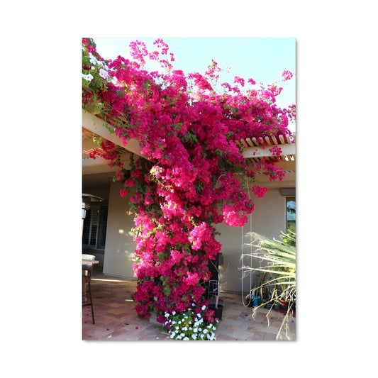 Poster Arbor de Bougainvilliers