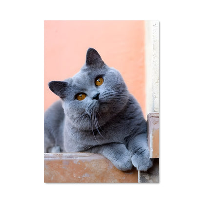 Poster Chat des Murs