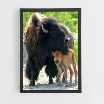 ap-buffalo-5 cadre Noir