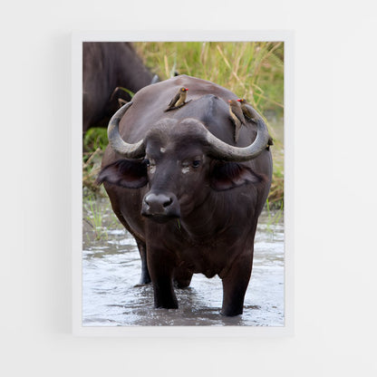 ap-buffalo-7 cadre Blanc