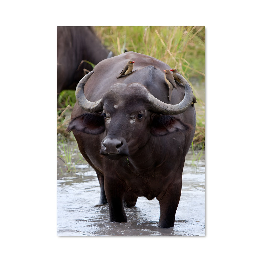 Poster Buffalo 83201