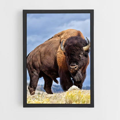 ap-buffalo-8 cadre Noir